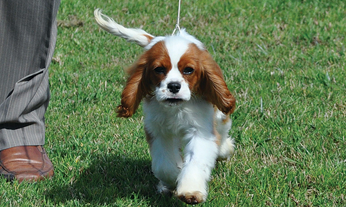 Biggles Front on Walk