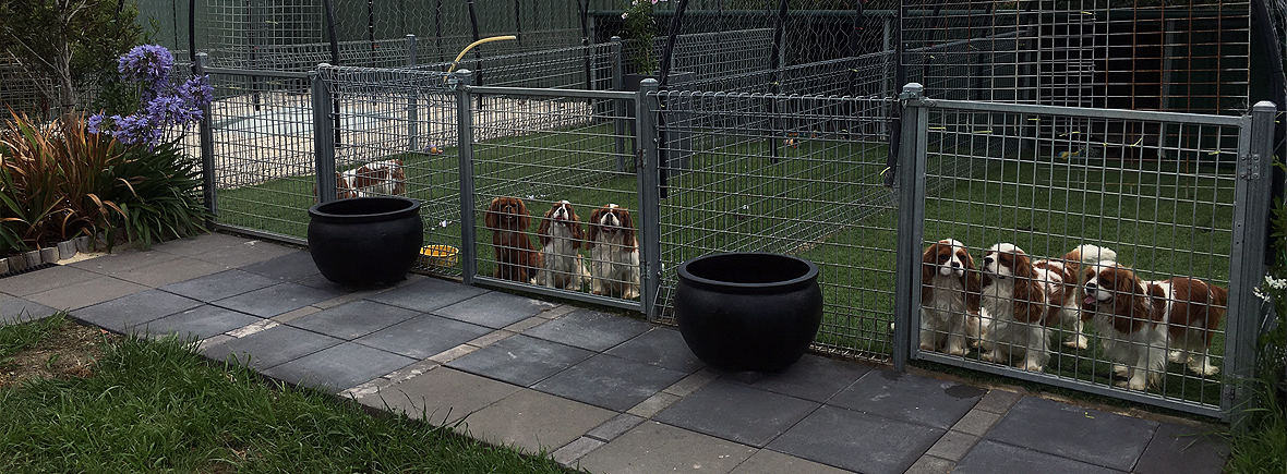 Chevalove Kennels in Marulan