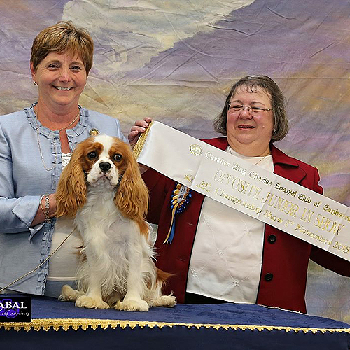 Elvis & Margaret Junior in Show