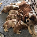 Mum with puppies