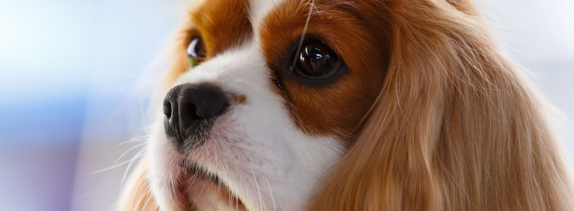 CH Chevalove Noble by Design