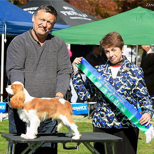 Winston Puppy In Group