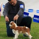 Winston Puppy In Show Line Up